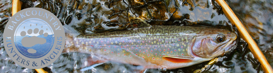 Brook_trout_email_Header(580_x_156_px).png