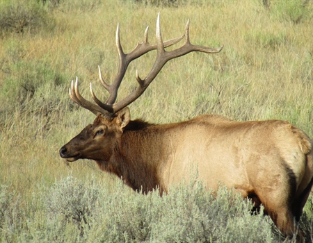 Roadless Rule Rollback