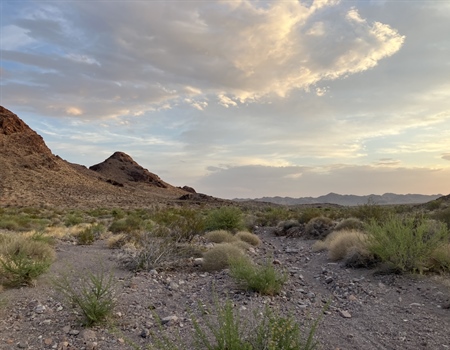 CA BHA 2025 Desert Bighorn Survey Recap