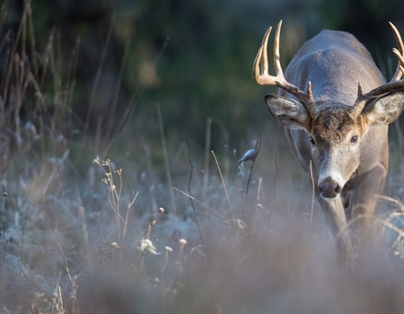 Iowa BHA Chapter Hosts Auction for 2025 Statewide Nonresident Deer Tag!