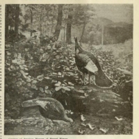 A Brief History of the Wild Turkey in Indiana