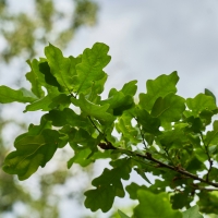 IN BHA HB 1447 - State Management of State Forests