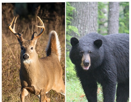 New England BHA Supports Proposed Bear & Deer Hunting Regulation Changes in Massachusetts