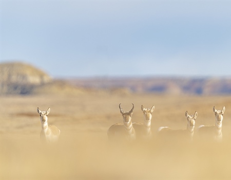 Senate Committee Advances Final Public Lands and Waters Legislation for the 118th Congress