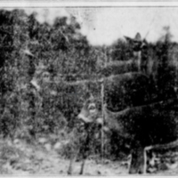 The History of the Whitetail Deer in Indiana