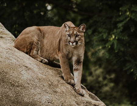 Mountain Lion Carnitas