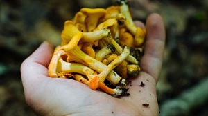 How to find and cook chanterelle mushrooms