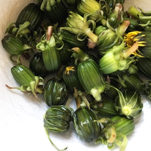 A Beginner’s Guide to Foraging Spring Greens