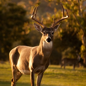 Is CWD an ethical issue?