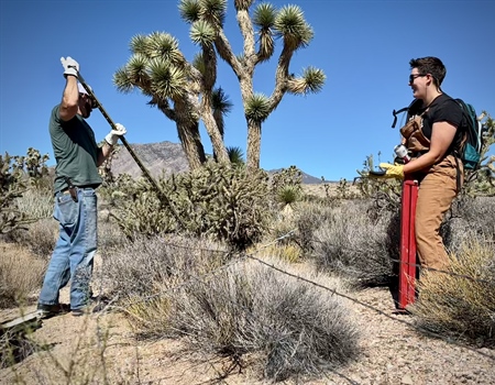 Habitat Stewardship in the Mojave Desert