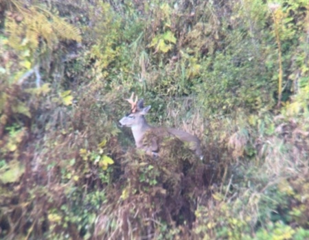 Through the Second Growth