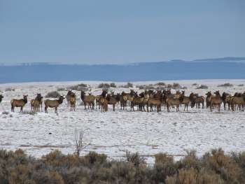 1-10-13 RGDNM BLM PHOTO ELK ON WINTER RANGE OF RIO GRANDE DEL NORTE NAT. MONUMENT TOAS PLATEAU