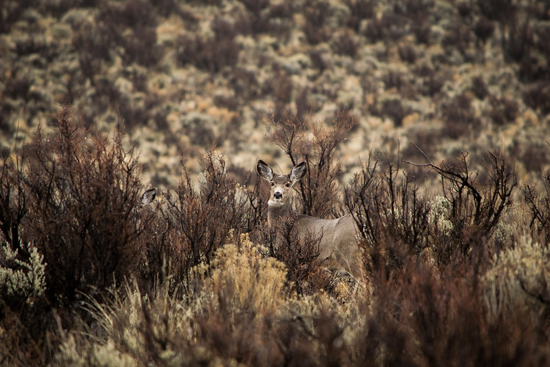 Mule deer in bitterbrush