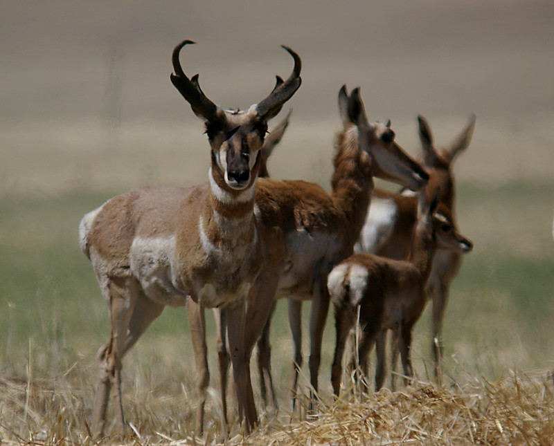pronghorn antelope carrizo plain national monument