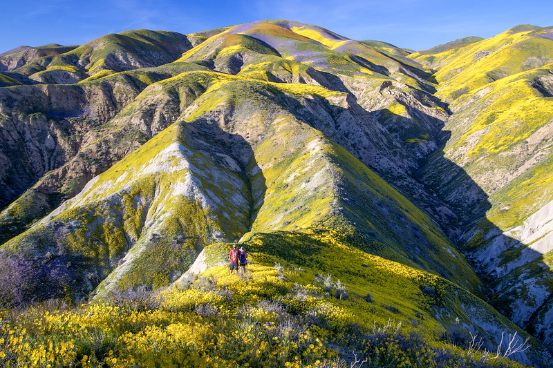 Carrizo Plain National Monument Super Bloom