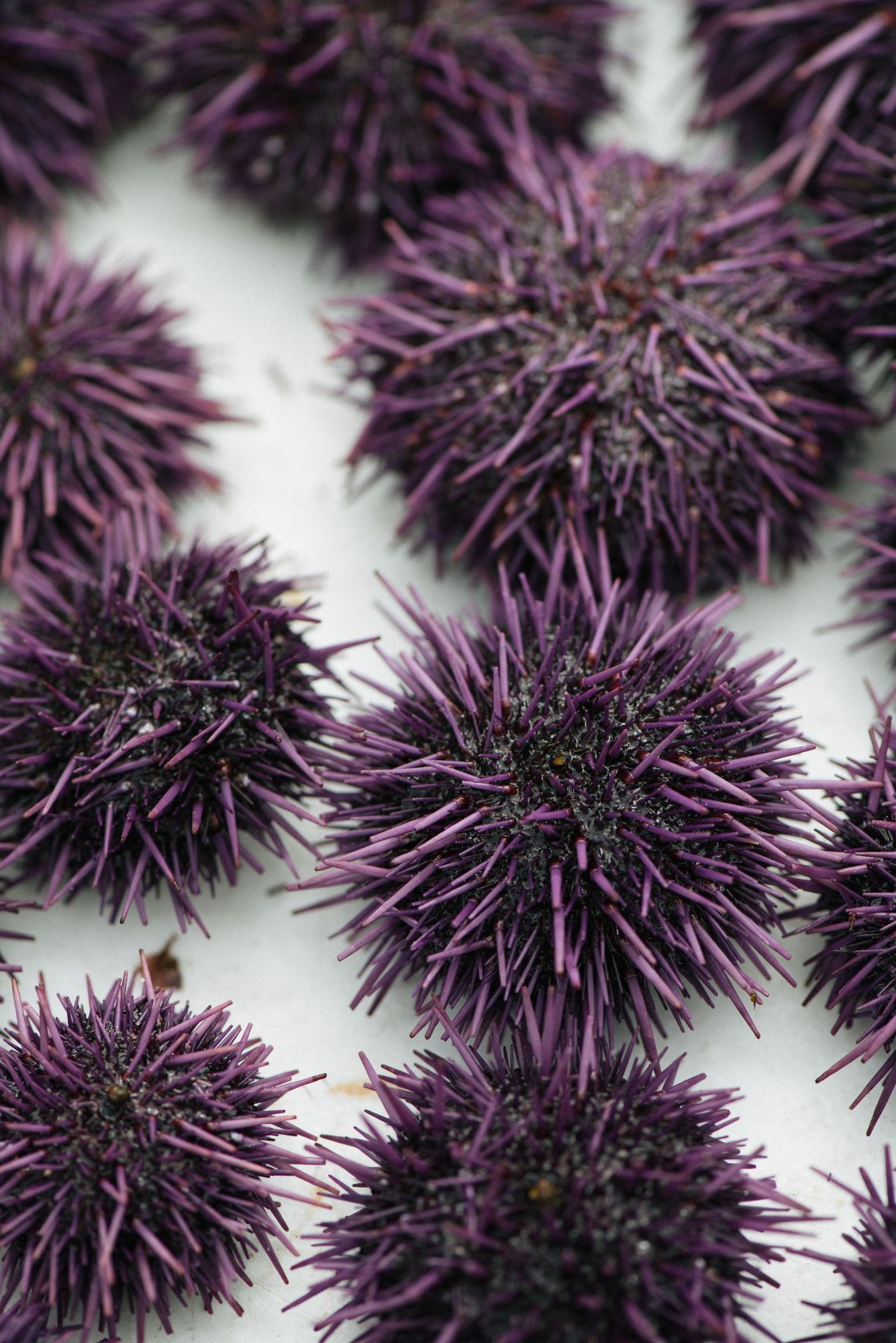 purple urchins