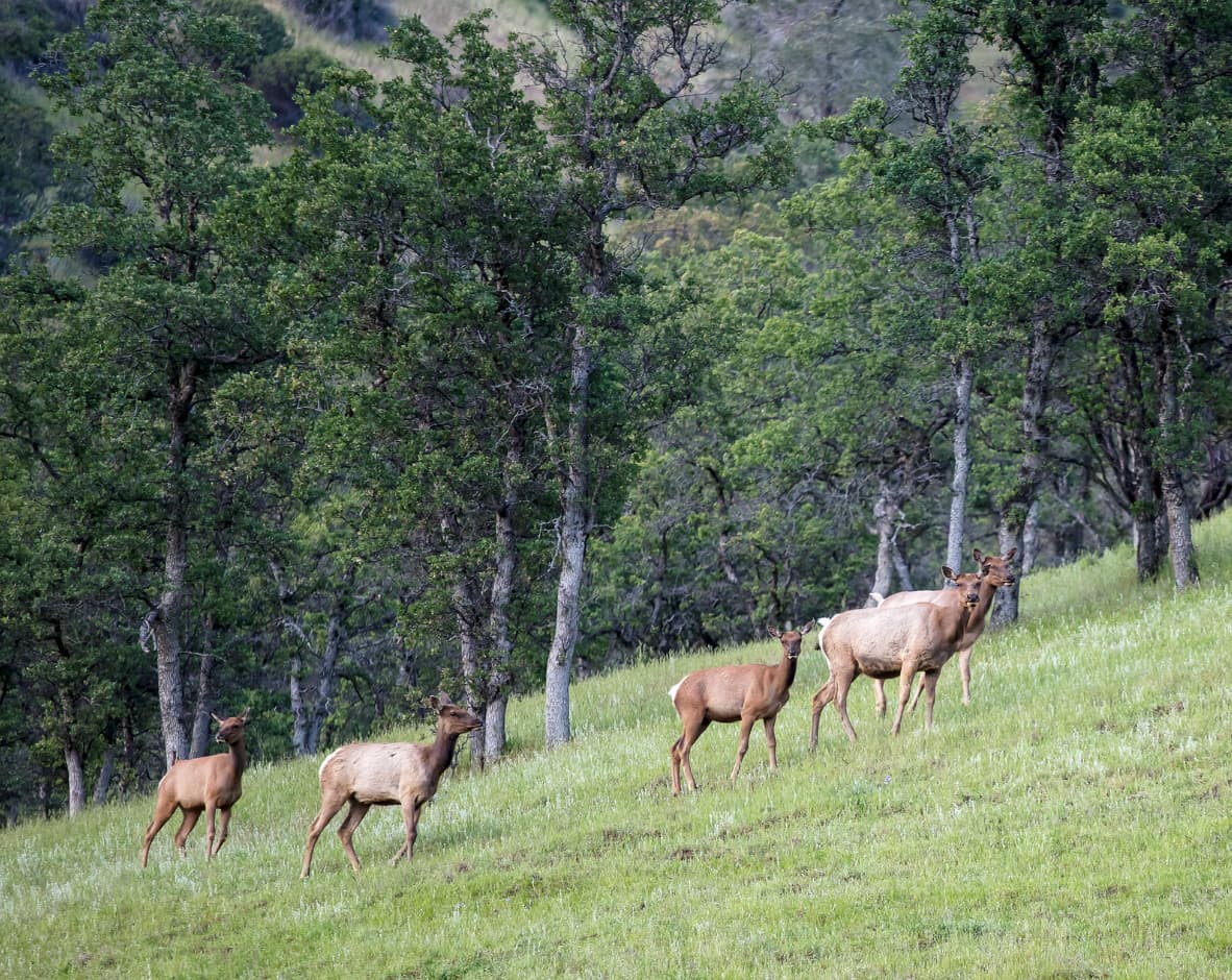 Berryessa Snow Mountain National Monument Elk