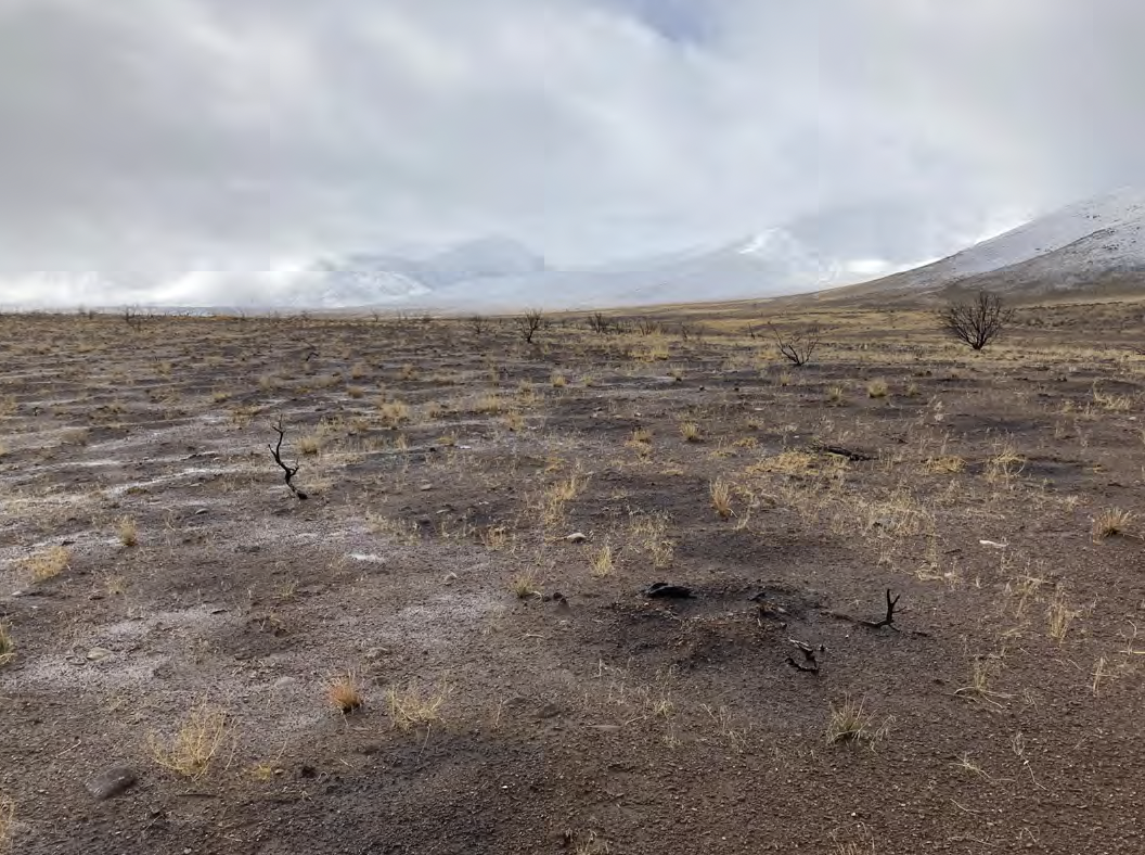 invasive species in California