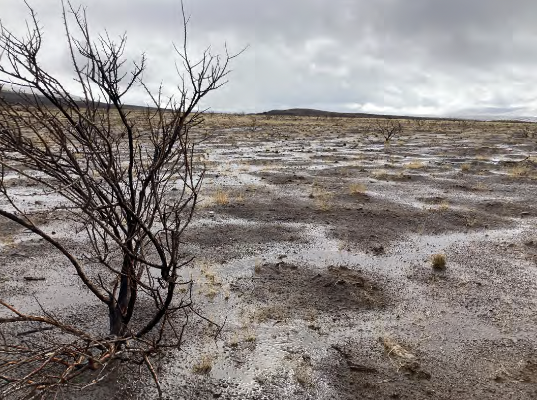 bitterbrush on the wildlife area