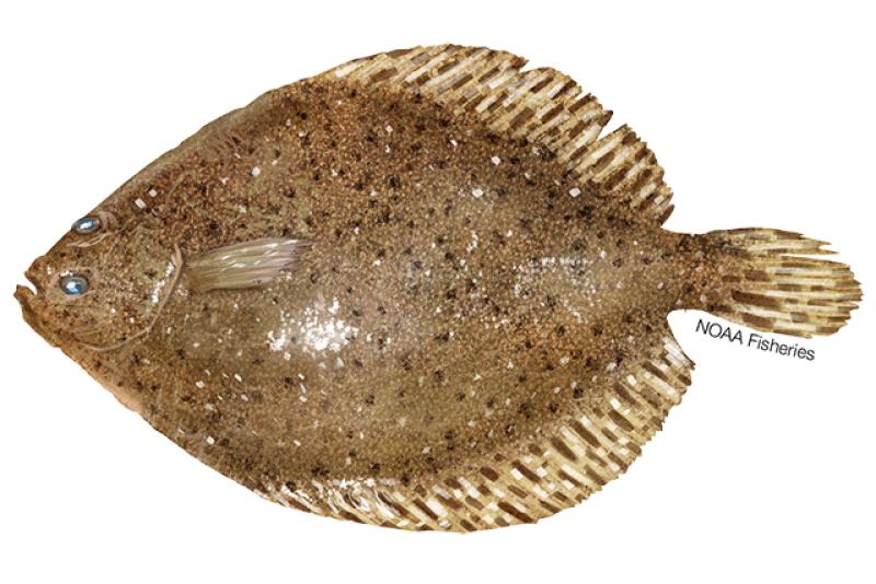 flounder.jpg